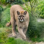 Casablanca : Cinq pumas américains à découvrir dès lundi au zoo d’Aïn Sebaâ